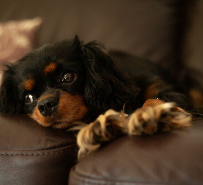 2020.08.30 Photography of a Cavalier King Charles